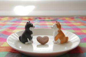 わんこのお見合い